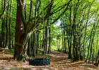 Neumáticos renovados que dan nueva vida a los bosques Neumáticos renovados que dan nueva vida a los bosques