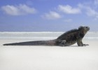 Érase una vez en medio del Pacífico... las islas Galápagos Érase una vez en medio del Pacífico... las islas Galápagos