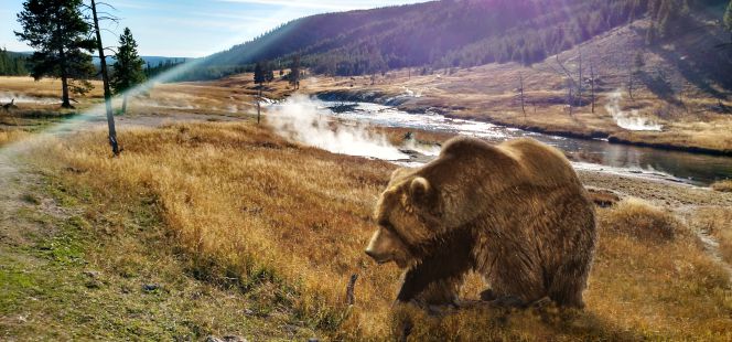 Oso grizzly
