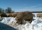Mangalica, el jamón que pirra en Alemania y EE UU Mangalica, el jamón que pirra en Alemania y EE UU