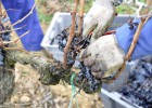 Riesgo de cisma en el vino de la DO Rioja Riesgo de cisma en el vino de la DO Rioja
