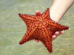 Estrella de mar