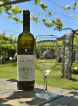 Albariño