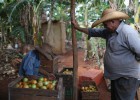 El sector agroalimentario, un atractivo para invertir en Cuba El sector agroalimentario, un atractivo para invertir en Cuba