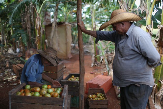 Dos agricultores en una plantación de tomates en La Habana