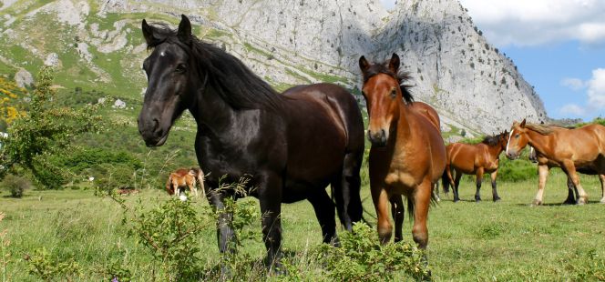 Caballos salvajes frente al macizo de Mampodre, en los Picos de Europa.