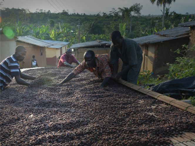 Agricultores recolectando semillas de cacao