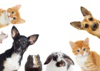 Los animales también necesitan un abogado Los animales también necesitan un abogado