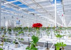 El mayor cultivo en Europa de rosas rojas, en Soria El mayor cultivo en Europa de rosas rojas, en Soria