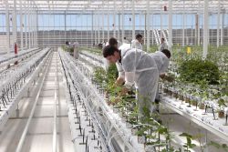 El mayor cultivo en Europa de rosas rojas, en Soria