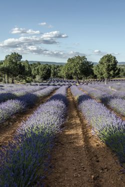 Campo de lavanda.