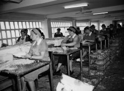 El italiano que se enamoró de las anchoas de Santoña