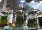 Florida y California aprueban la legalización de la marihuana Florida y California aprueban la legalización de la marihuana