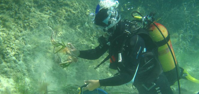 Un buzo realiza la recolección de fragmentos de posidonia para su plantación en cultivo.