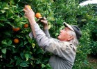 Naranjas del árbol a la mesa Naranjas del árbol a la mesa