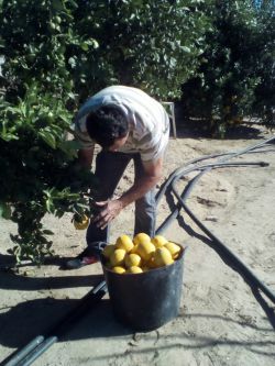 Naranjas del árbol a la mesa