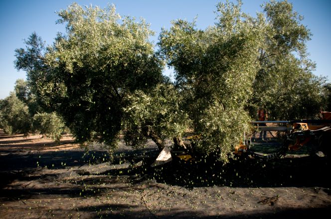 aceite virgen extra