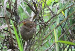 El tarsier, el mono más pequeñodel mundo.