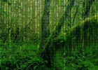 La ‘jungla digital’ acecha a las empresas La ‘jungla digital’ acecha a las empresas