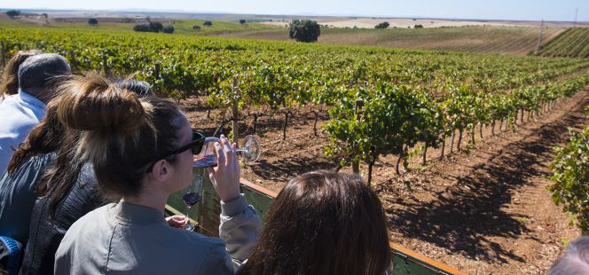 Bodegas