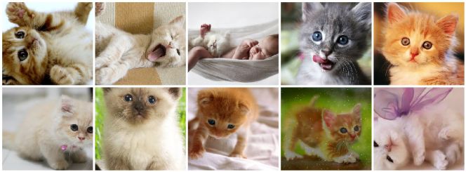 Lo que nos saldría con el término gatos recién nacidos o gatos cachorros