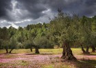 Un paseo entre olivares de montaña Un paseo entre olivares de montaña