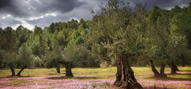 Detalle de un bosque de olivares.
