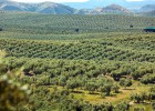 Así combaten las aceiteras a la bacteria que mata olivos Así combaten las aceiteras a la bacteria que mata olivos