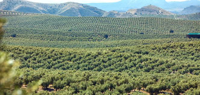 Olivares de Castillo de Canena, en el Valle del Alto Guadalquivir, provincia de Jaén.