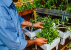 Ecohortum cierra con éxito dos rondas de crowdfunding Ecohortum cierra con éxito dos rondas de crowdfunding