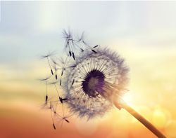 La alergia, ¿una enfermedad vinculada al progreso?