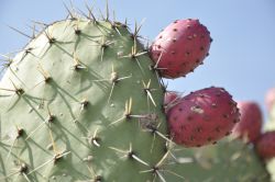 Zacatecas, ciudad con rostro de piedra y alma de plata