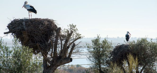 Cigüeña en el Parque Nacional Doñana.