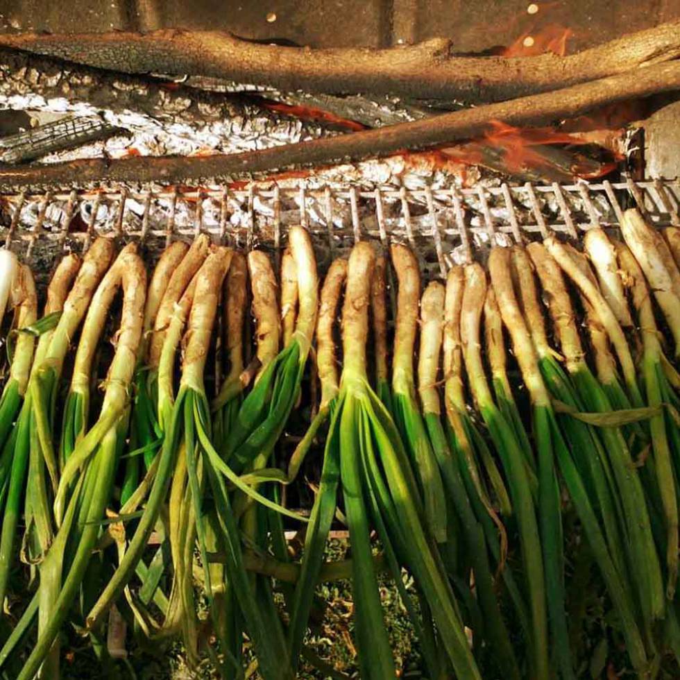 Calçots en la Masía del Marqués, en el Penedés. La calçotada es una fiesta gastronómica típica en toda Cataluña.