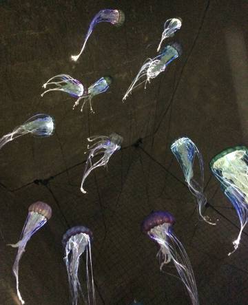 Medusas