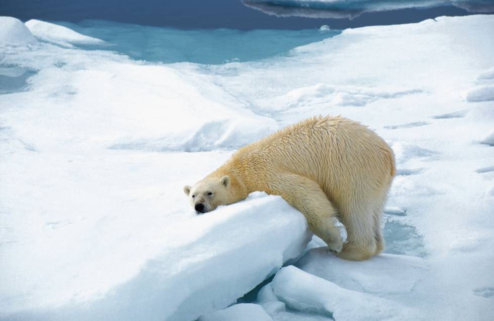 Oso polar