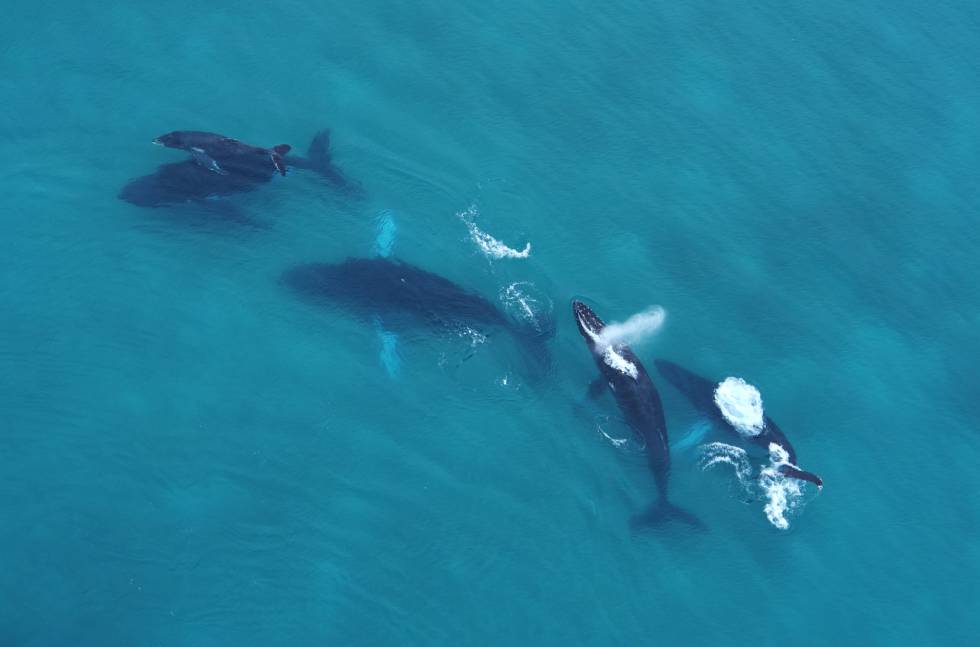 Ballenas