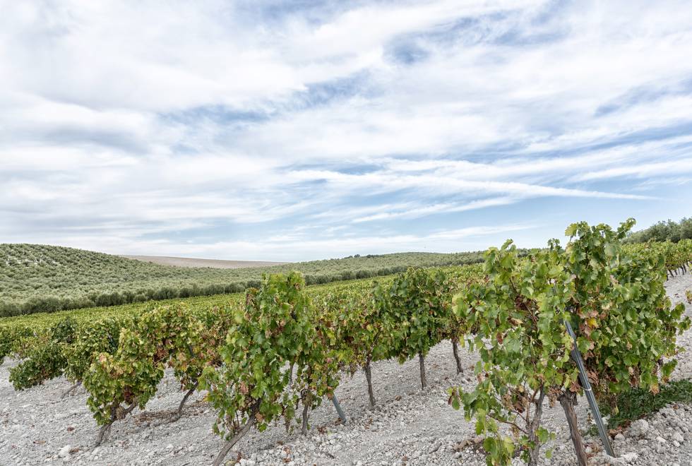 Montilla
