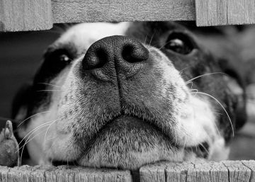 Google Fotos ya puede reconocer imágenes de tu mascota
