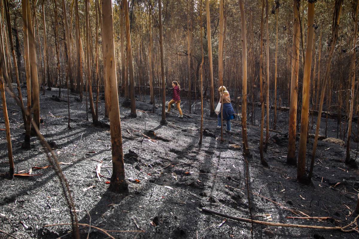 Incendio forestal en Galicia. Grupos de voluntarios se organizan para hacer batidas al monte y rescatar animales heridos.