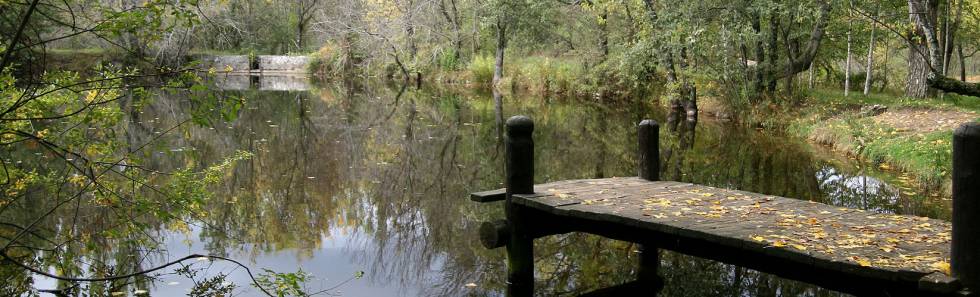 Entre duendes y hadas por el bosque