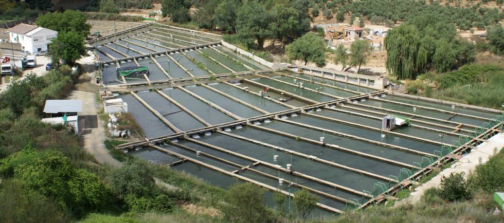 Competencia desarticula el cártel de
‘los peces’