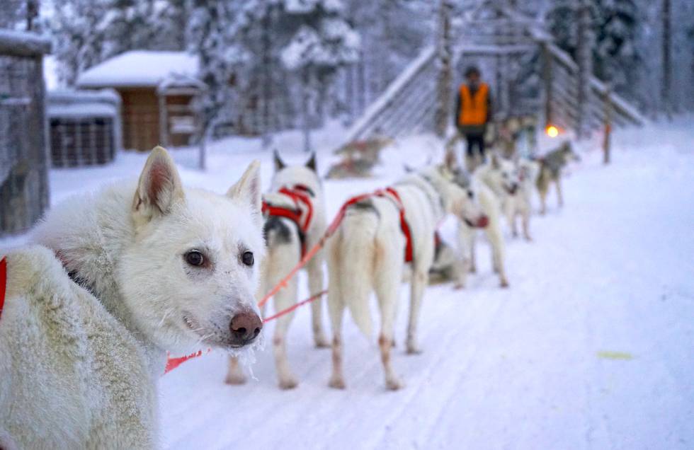Huskies siberianos