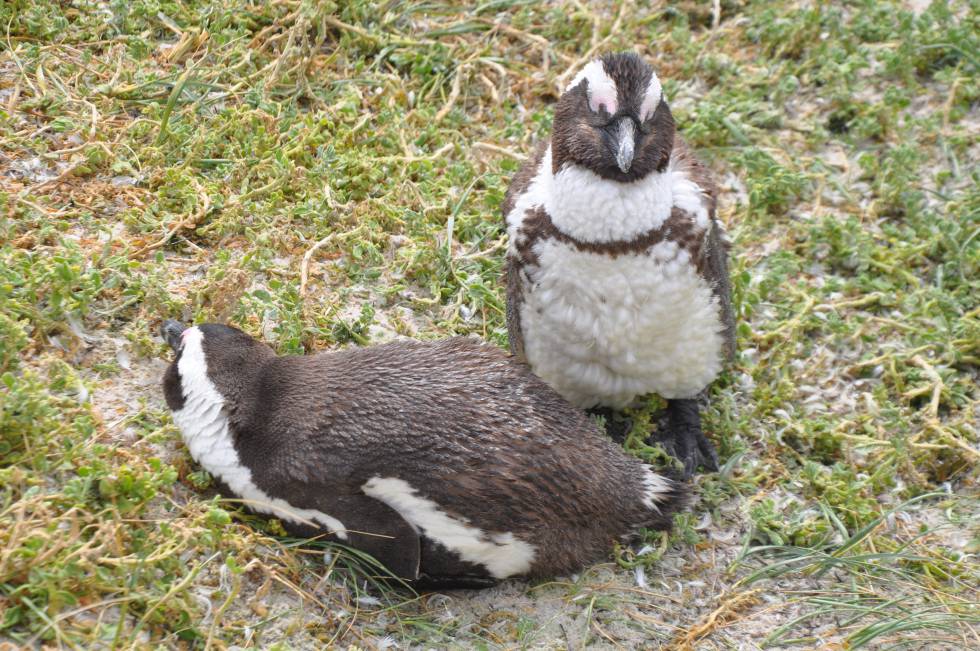 Pingüinos africanos en Boulders.
