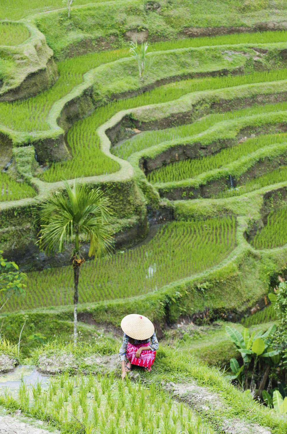 Jóvenes mujeres plantando arroz