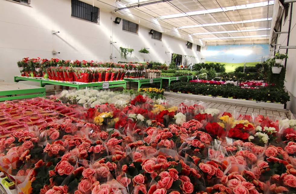 Begonias