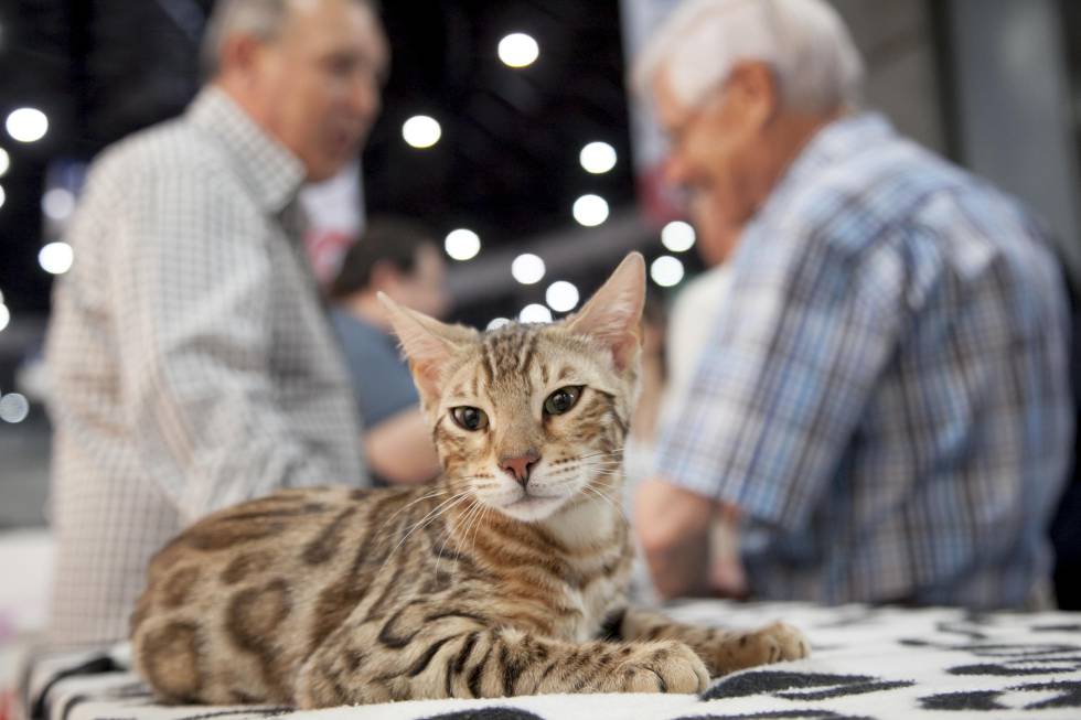 Gatos