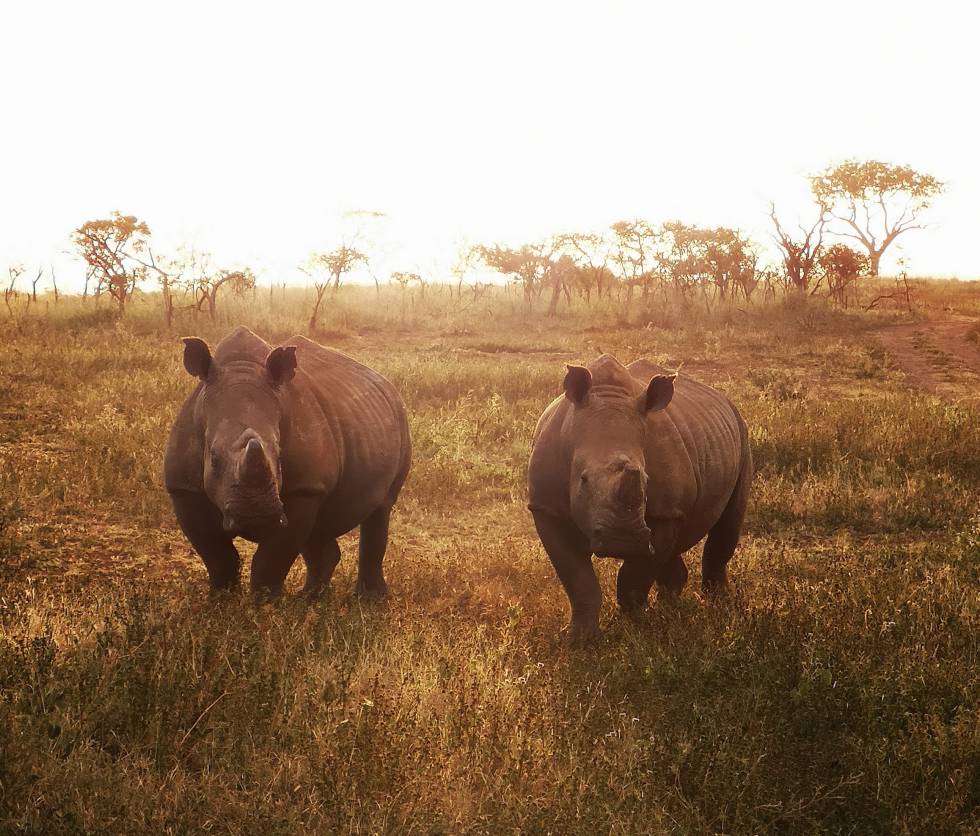 Pareja de rinocerontes blancos, madre e hija.
