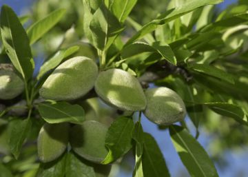 Nuevas normas de venta de productos ecológicos y plazo legal de adaptación
