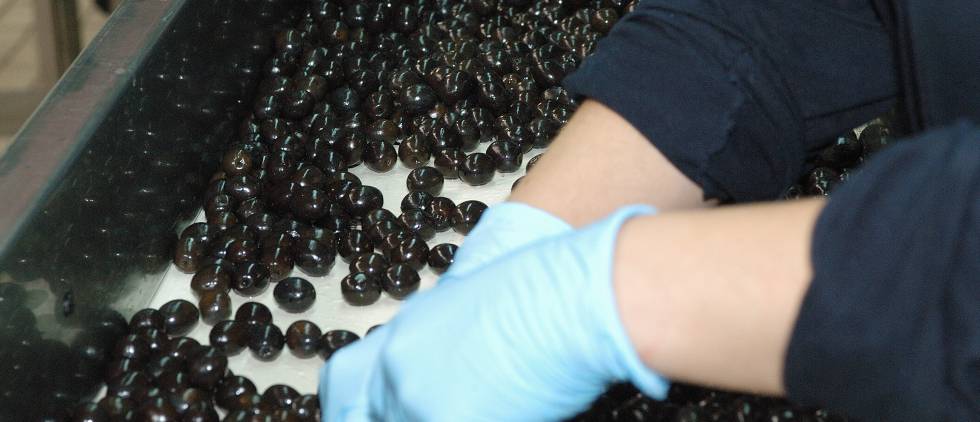 La aceituna negra de mesa se recoge verde del árbol.
